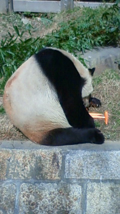 可愛いパンダ